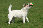 playing Jack Russell Terrier