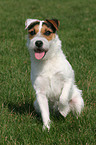 sitting Jack Russell Terrier