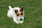 Jack Russell Terrier with toy