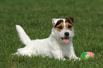 lying Jack Russell Terrier