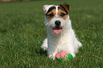 lying Jack Russell Terrier