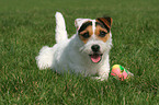 lying Jack Russell Terrier