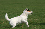 standing Jack Russell Terrier