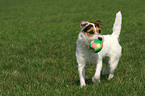 playing Jack Russell Terrier