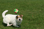 playing Jack Russell Terrier