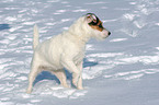 standing Jack Russell Terrier