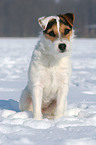 sitting Jack Russell Terrier