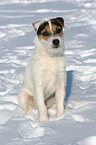 sitting Jack Russell Terrier in the snow
