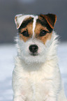 Jack Russell Terrier Portrait