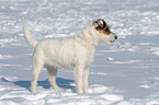 standing Jack Russell Terrier in the snow