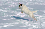 jumping Jack Russell Terrier in the snow