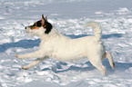 running Jack Russell Terrier in the snow