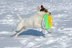 playing Jack Russell Terrier in the snow