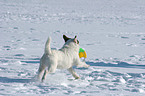 playing Jack Russell Terrier in the snow