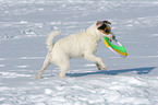 playing Jack Russell Terrier in the snow
