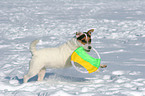 playing Jack Russell Terrier in the snow