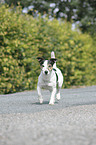 walking Jack Russell Terrier