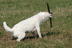 Jack Russell Terrier shakes little stick