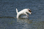 bathing Jack Russell Terrier