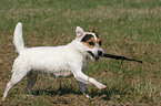 playing Jack Russell Terrier