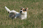 rolling Jack Russell Terrier