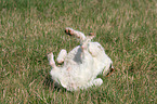 rolling Jack Russell Terrier