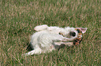 rolling Jack Russell Terrier