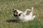 rolling Jack Russell Terrier