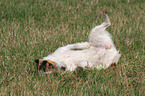 rolling Jack Russell Terrier