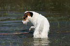 bathing Jack Russell Terrier