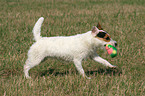 playing Jack Russell Terrier