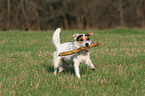 playing Jack Russell Terrier