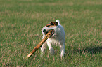 Jack Russell Terrier with stick