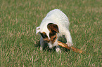 Jack Russell Terrier with stick