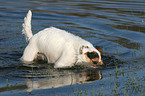 diving Jack Russell Terrier