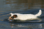 diving Jack Russell Terrier