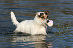 playing Jack Russell Terrier