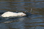 diving Jack Russell Terrier