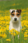 Jack Russell Terrier in a flower field