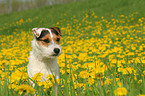 Jack Russell Terrier in a flower field