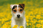 Jack Russell Terrier in a flower field