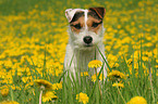 Jack Russell Terrier in a flower field