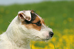 playing Jack Russell Terrier