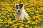 Jack Russell Terrier in a flower field