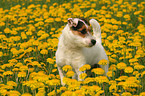 Jack Russell Terrier in a flower field