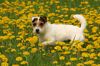 Jack Russell Terrier in a flower field