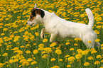 Jack Russell Terrier in a flower field