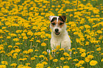 sittiJack Russell Terrier in a flower field