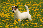 Jack Russell Terrier in a flower field