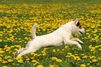 Jack Russell Terrier in a flower field